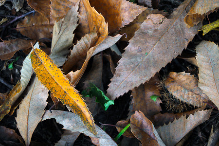 风树叶风摄影照片_黄叶躺在草地上。
