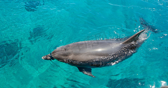 宽吻海豚在绿海中畅游