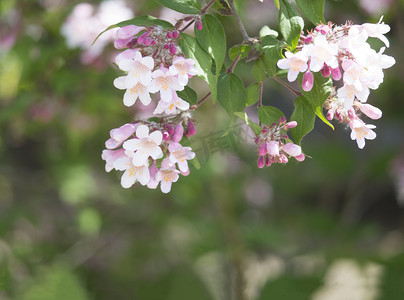 春天用绿叶特写粉色开花的威格拉花，有选择的焦点，自然花卉背景框，复制空间