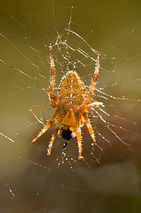 在它的网上的交叉蜘蛛吃昆虫猎物