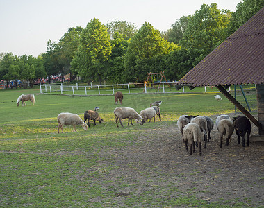 毛茸茸的可爱绵羊从木制农舍 Cote 马厩里走出来，在有水坑草、树木和森林背景的乡村，乡村景色