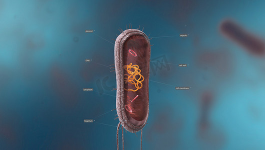 细菌是一种简单的生命形式，称为原核生物。