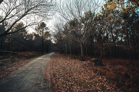 秋天穿过森林的路，有复制空间