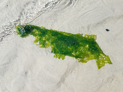 漂浮在有沙子的水中的绿色海带或海草