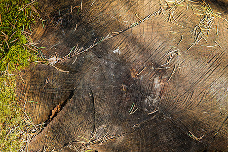 旧树桩的两侧覆盖着绿色的苔藓特写镜头