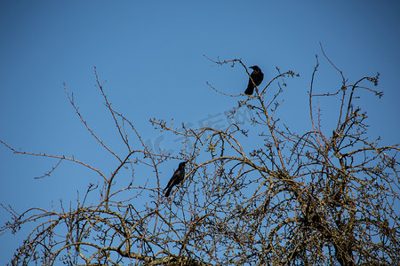 冬树上的黑乌鸦