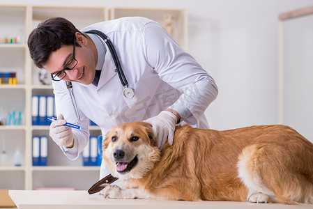 医生在兽医诊所检查金毛犬