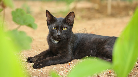 黑流浪猫，皮毛被灰尘和毛发弄脏，躺在沙地上，绿叶环绕，直视镜头。