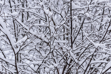 大雪蓝色摄影照片_在拉普兰的冬季，树上覆盖着大雪