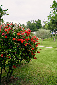 整齐灌木摄影照片_美丽的修剪整齐的绿色 Callistemon 灌木，开着红色的花