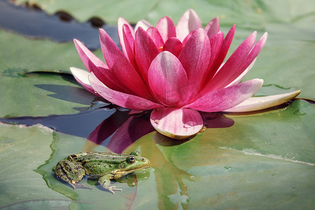 绿色的青蛙摄影照片_白天盛开的粉红色荷花，一只绿色的青蛙坐在水中的叶子上。