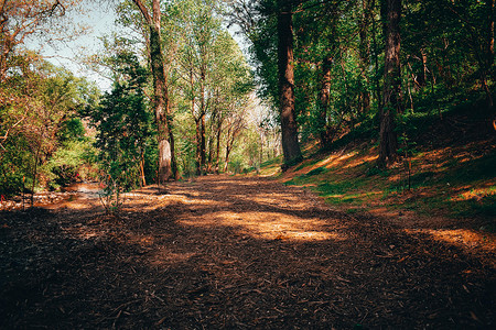 夏季森林中的木屑路径
