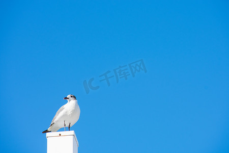 拳击柱子摄影照片_一只海鸥站在纯蓝色背景的白色柱子上