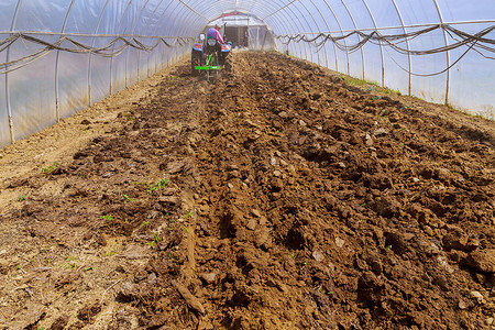 乌克兰乌日霍罗德，2021 年 5 月 10 日：一位农民使用小型拖拉机在温室中准备春播土地。