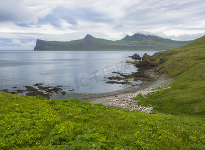 西峡湾美丽的 Hornbjarg 悬崖、冰岛偏远的自然保护区 Hornstrandir 的美景，拥有郁郁葱葱的绿草草地、黄色的花朵、带木原木的岩石卵石海岸、大海和蓝天云