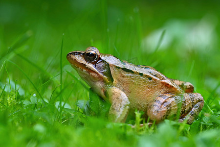 一只青蛙在草地上露水的美丽微距照片。