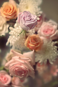 花卉植物摄影照片_美丽的粉红玫瑰和白菊花，用于织物、纺织品、纸张、花卉植物壁纸