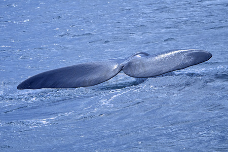 南非西开普省的南露脊鲸