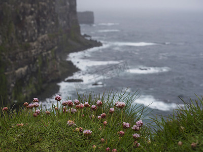 粉色花花背景摄影照片_海粉色花（Armeria maritima），可欣赏美丽的 Latrabjarg 悬崖、欧洲最大的鸟类悬崖和数百万鸟类的家园、冰岛西部峡湾，选择性地关注海洋节俭