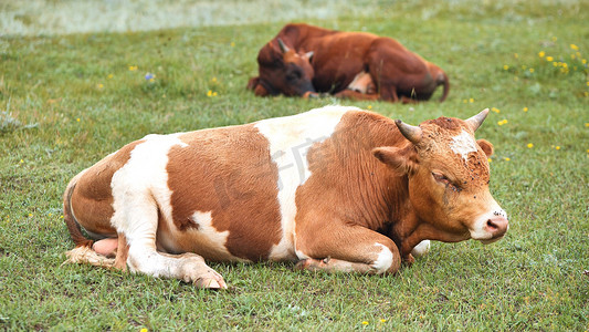 阴天，红牛在田间休息。