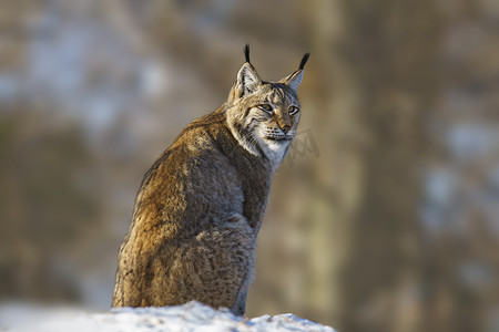 天猫双11主图摄影照片_1 英俊的天猫座在多雪的冬天森林里