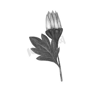 手绘黑白菊花，叶子在白色背景下被隔离。