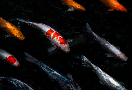 阳光明媚的日子里，五颜六色的锦鲤鱼或锦鲤鱼在鱼塘里游泳的细节，日本鱼种，许多五颜六色的图案。