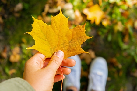 手拿核心摄影照片_女人拿着秋天的秋天枫叶黄叶，紧挨着秋天的大自然。