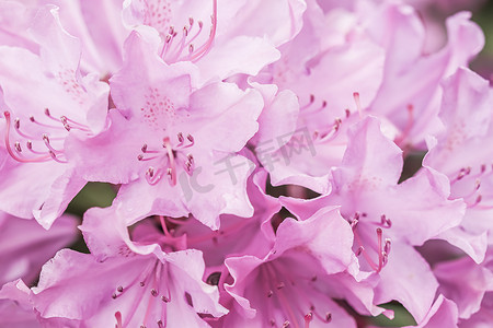 淡粉色的杜鹃花花瓣。