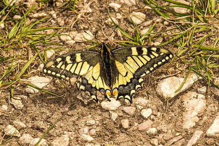 德国春天的燕尾蝶