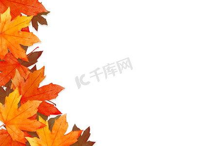 感恩感恩节摄影照片_在白色背景下孤立的秋季森林概念中的红叶框架。