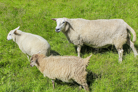 草原上的羊摄影照片_挪威维肯海姆瑟达尔草甸上的白绵羊