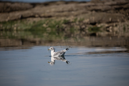 一只短嘴鸥，以前被称为海鸥，在水中游泳，它的倒影靠近岩石海岸