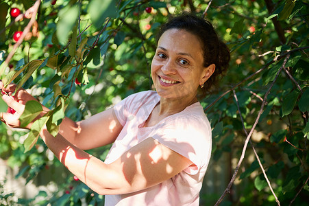 宜人的民族女农场工人，在生态果园里采摘成熟的樱桃，面带微笑地看着镜头