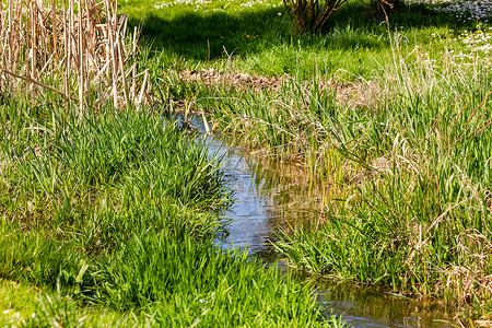一条田园诗般的溪流，在春天的阳光下长满草和芦苇