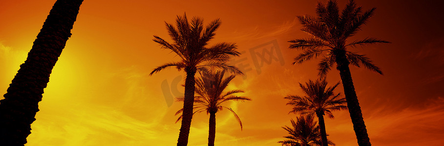 亚利桑那州凤凰城枣椰树的剪影