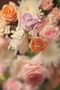 美丽的粉红玫瑰和白菊花，用于织物、纺织品、纸、花卉植物壁纸