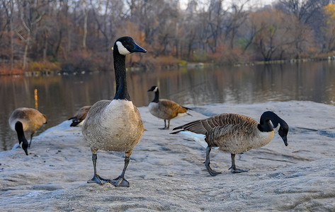 曼哈顿摄影照片_加拿大鹅 (Branta canadensis)，鸟儿在纽约曼哈顿公园的湖中休息