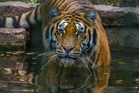一只英俊的小老虎下水洗澡