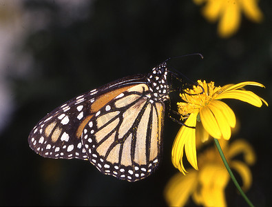鲜花扁平摄影照片_树叶上的热带帝王蝶
