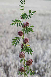 甘草（光果甘草）。