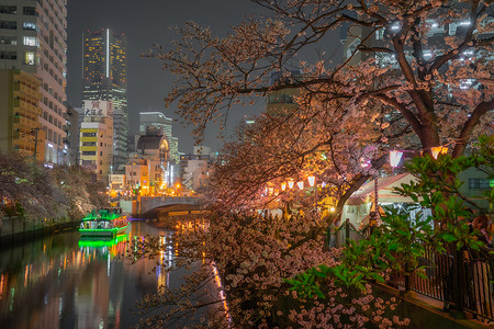 夜樱花摄影照片_大川长廊夜樱形象