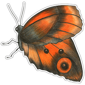 贴纸蝴蝶摄影照片_孤立在白色背景上的手绘蝴蝶贴纸。