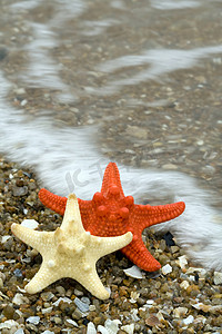 沙滩上的两只海星