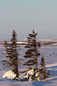 几棵孤独的白云杉矗立在苔原的雪中，针叶和树枝从迎风面上剥落