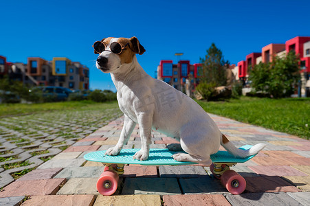 阳光明媚的夏日，戴着墨镜的杰克罗素梗犬在户外骑滑板。