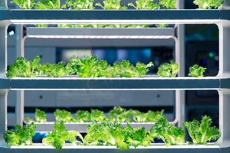 生菜摄影照片_生菜在实验室中生长，采用先进的鱼菜共生农业技术或水培法。