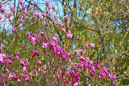 春季森林公园花园中可爱的紫粉色玉兰花