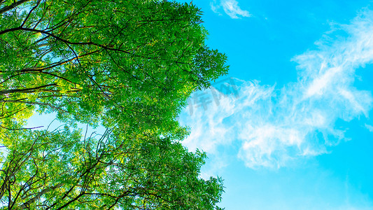 森林中的一棵树，绿叶映衬着蓝天，美丽的风景，星球生态，天然氧气，底视图