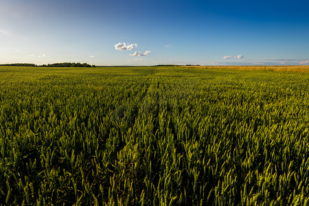夜晚农村摄影照片_阳光明媚的夜晚，农田里种着年轻的绿色黑麦